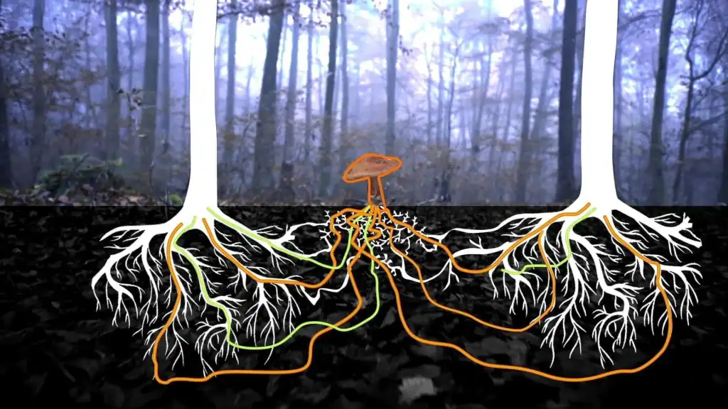Wood Wide Web